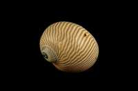 藏品(細紋玉螺)的圖片